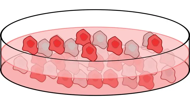 Клеточные линии плода ≠ Части абортированного ребенка