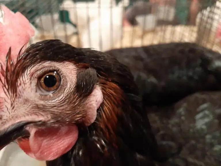 "В поисках Бога на ярмарке штата" Пол Строун