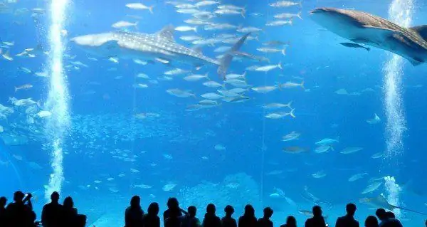 Дерек Мохинни CC2.5 WikiCommons