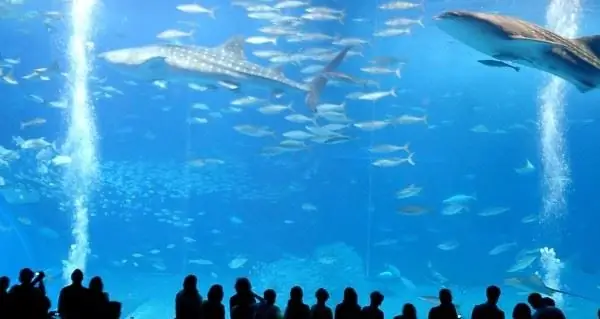 Непорочные роды не так чудесны, как вы думаете