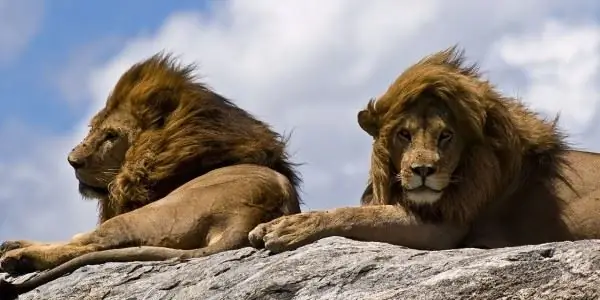 «Львы на скале Уильяма Уорби»