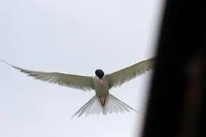 Святой Дух не превращал Иисуса (или вас) в Супермена