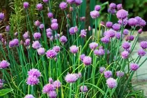 Построение религиозной практики с духами природы