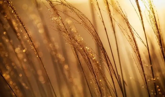 Удовлетворение превращает все, к чему прикасается, в золото