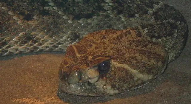 Маккаррик: все началось в саду