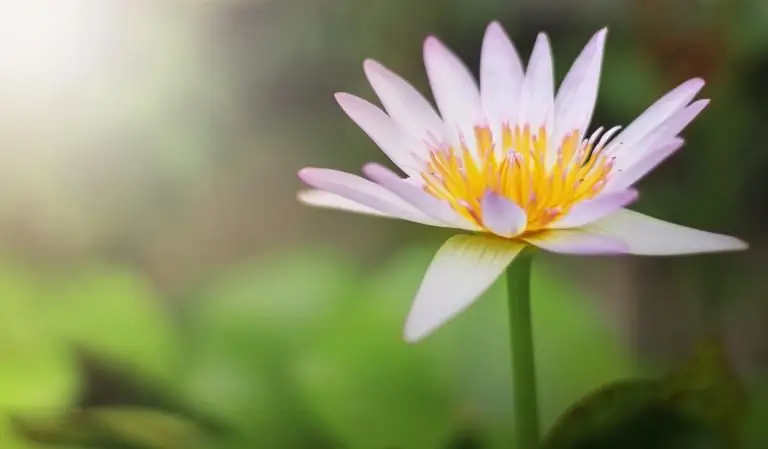 Межрелигиозная духовность и созерцательное возрождение: как наши друзья из других конфессий помогли христианам заново открыть для себя наше духовное сердце