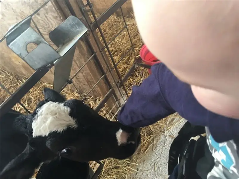 молочная корова органическое молоко