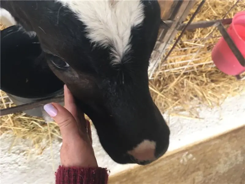 Вредно ли органическое молоко коровам?