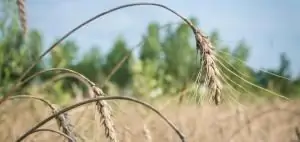 Сельское хозяйство и спасение