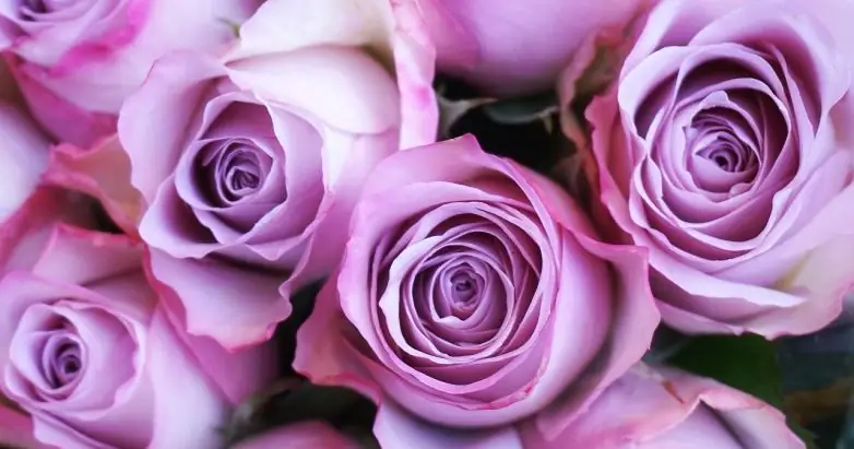 План спасения и скорби