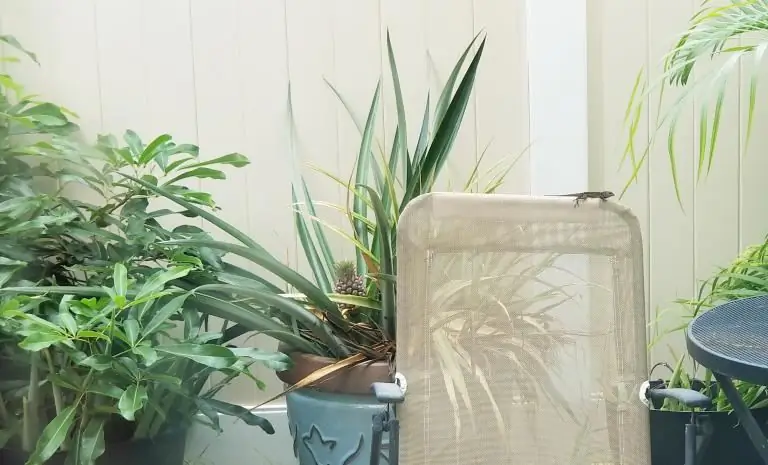 В поисках новой нормы во время коронавируса - Искатель духовной истины - My Tesserae