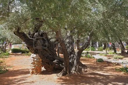 СадГефсимания