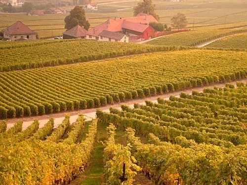 Виноградник. Фото Марка Гебеля. Некоторые права защищены. www.flickr.com