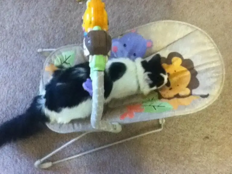 Что в сундуке Baby Hope?