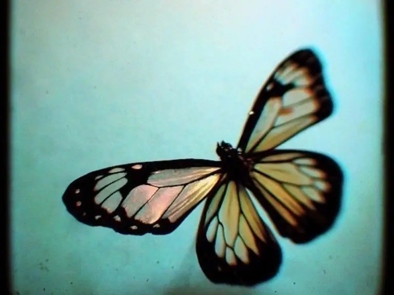 Эволюция на завтрак