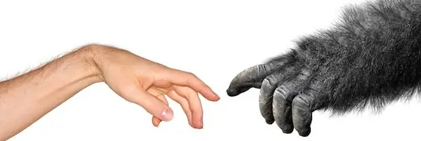 Шаттерсток