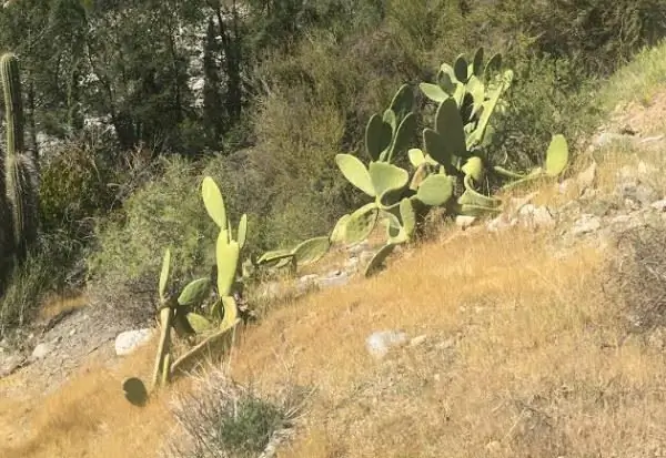 Пейзаж пустынный