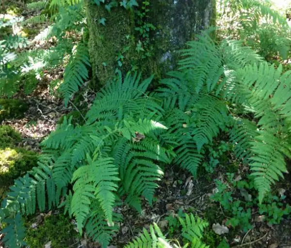 Фото Вивиан Кроули