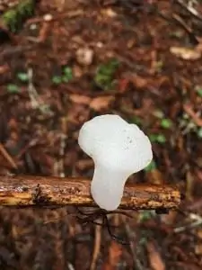 Выйди на улицу! Гриб