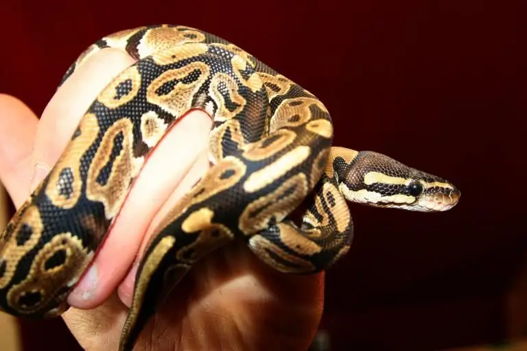 змея-шаровидный питон свернулась на руке