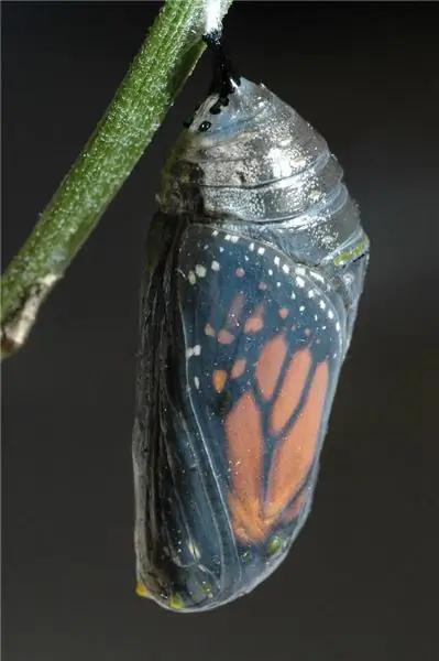 Весна идет! Выйти из своей раковины и трансформироваться