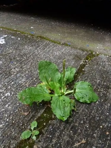 Широколистный подорожник, растущий в трещине на тротуаре, через Wikimedia Commons