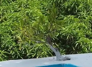 дерево, растущее из бетона