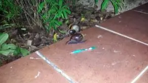 Фото: © 2015 Элишева Стерлинг. CC by-sa