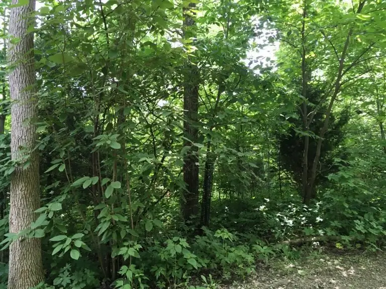 растение дерево природа духи найти языческая ведьма прогулка лес