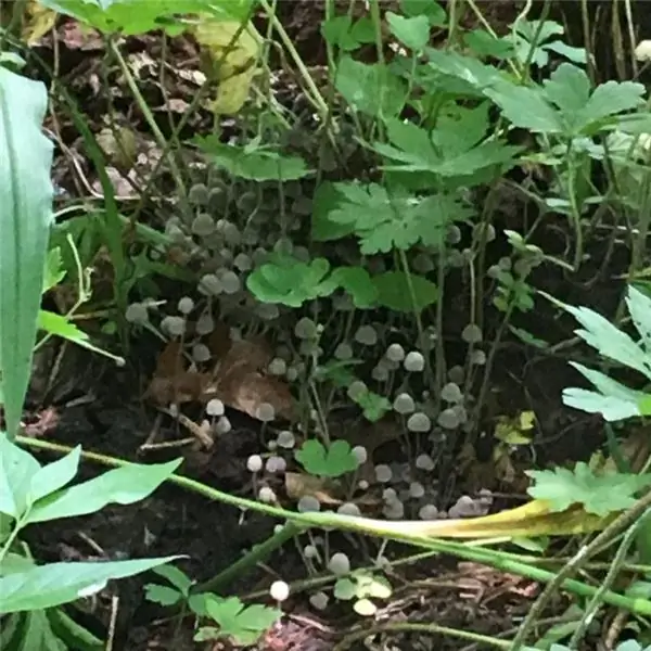 растение дерево природа духи находка языческая прогулка ведьмы волшебные грибы волшебная фея fae fay fay place special