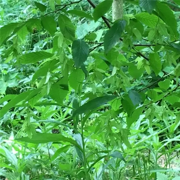 растение дерево природа духи найти языческая прогулка ведьмы