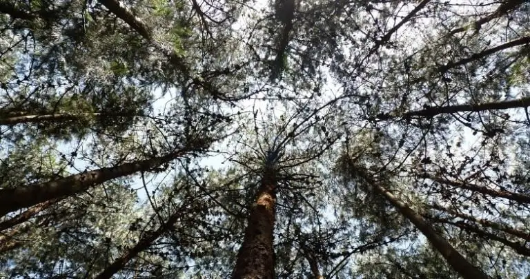 сосны богиня хель хела скандинавский подземный мир языческая встреча