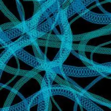 Наша настоящая «Ева»