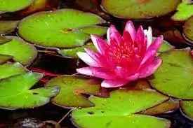 Бессмысленные размышления о осознанности (или Осознанные размышления о бездумности)