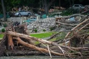 поваленные деревья