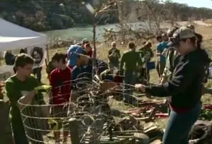 посадка дерева