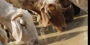 Фото Д. Руперта, с разрешения