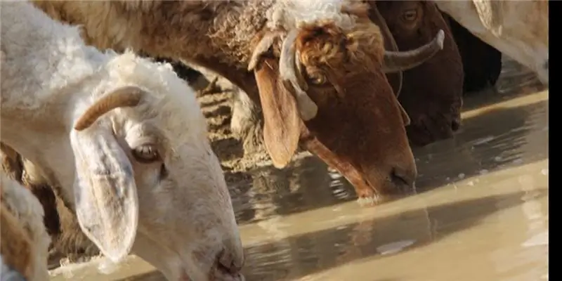 Разделенные мы стоим: как христианская вера может исцелить нашу землю