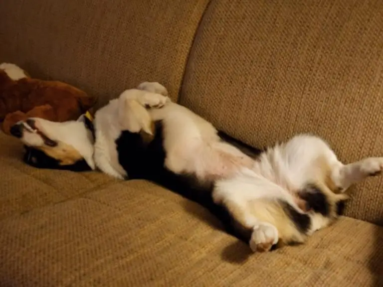 Четырехногий траст