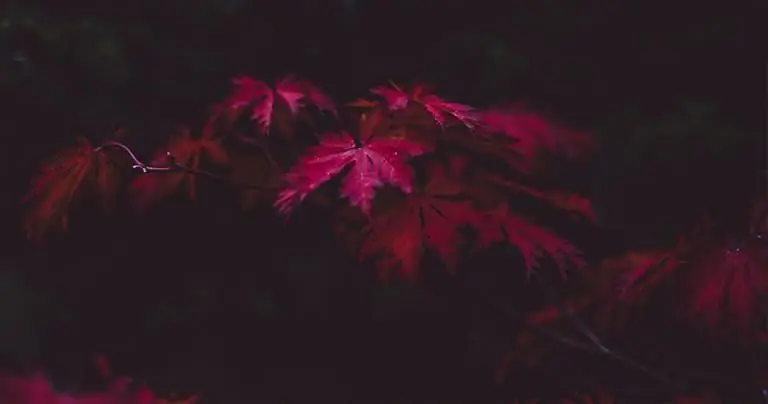 Мои 7 причин быть благодарными, несмотря на пандемию