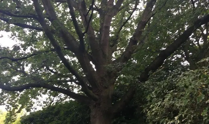 Дерево для Матери-Земли