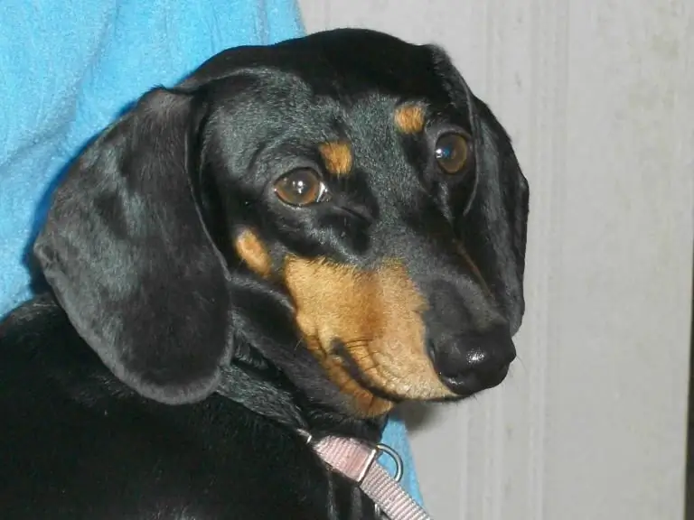 Нравственная жизнь собак