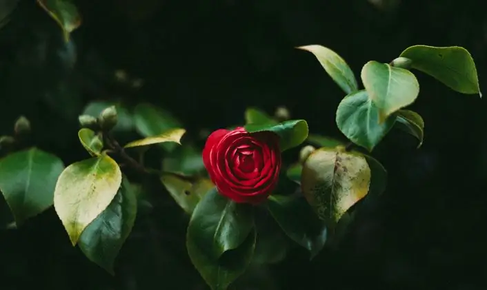 Грейс все еще удивляет вас?