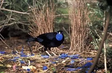 Сатинбауэрберд2