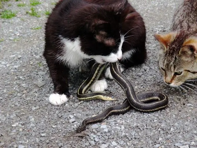 Еще один из тех неправильных глаголов: я рассуждаю, вы полагаете, он/она рационализирует