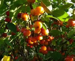 Род: Дерево. Конкретное отличие: плодоношение яблок. Вид: яблоня