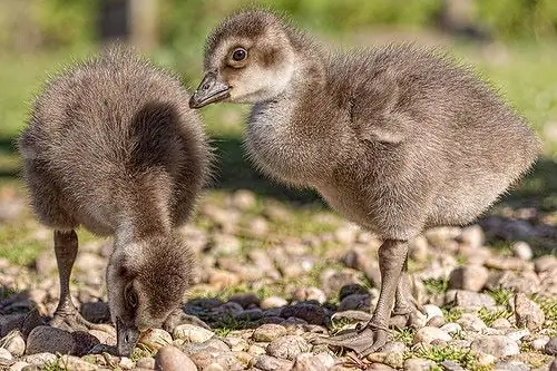 Современный Аквинский: Бесконечность и несовершенство, или Бог и дубы