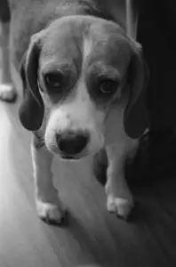 ImageИтак, вы хотите сказать, что я являю собой пример совершенства, найденного в Боге?