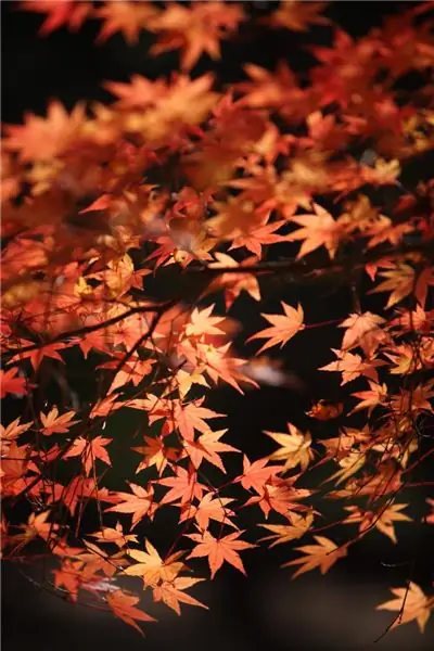 Поэзия Пятница: «Бог с интересом читает поэму мира»