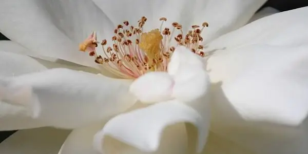 Сказка о двух принцессах